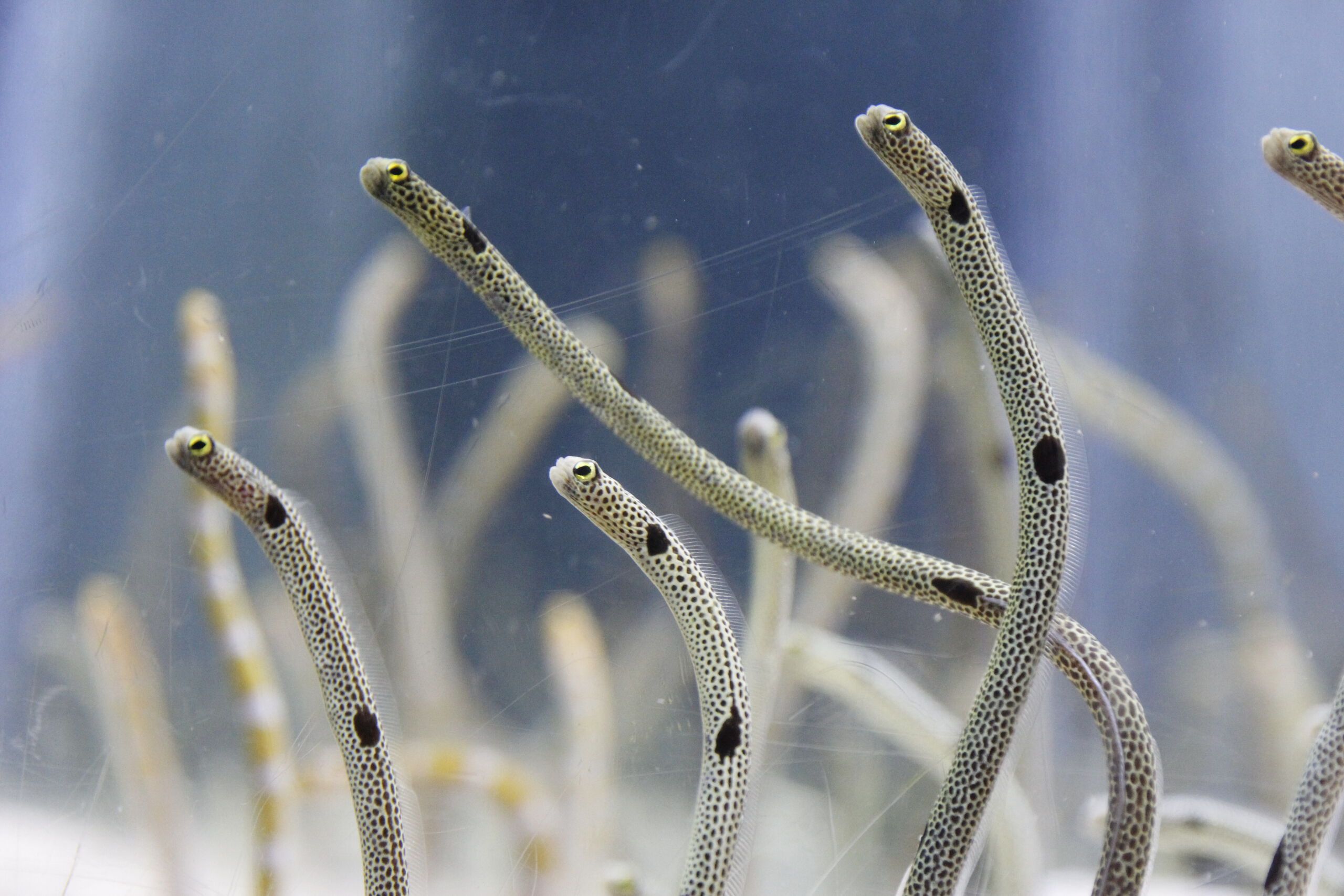 【日本】東京｜SKYTREE® Enjoy Pack東京晴空塔、墨田水族館｜優惠套票
