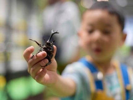 スカイツリーエンジョイパック　大昆虫展プラン