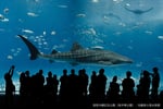 沖縄美ら海水族館 WEBチケット（入館券）