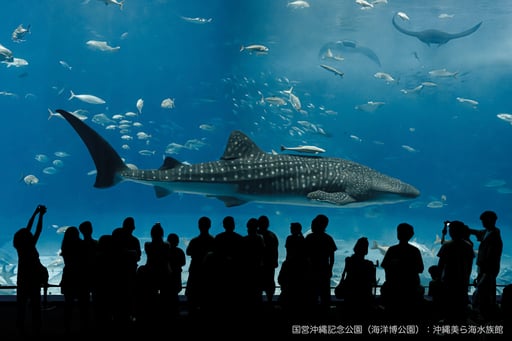 沖縄美ら海水族館 WEBチケット（入館券）