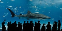 沖縄美ら海水族館 WEBチケット(入館券)