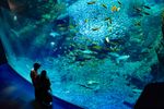 神奈川 新江ノ島水族館 入場Eチケット