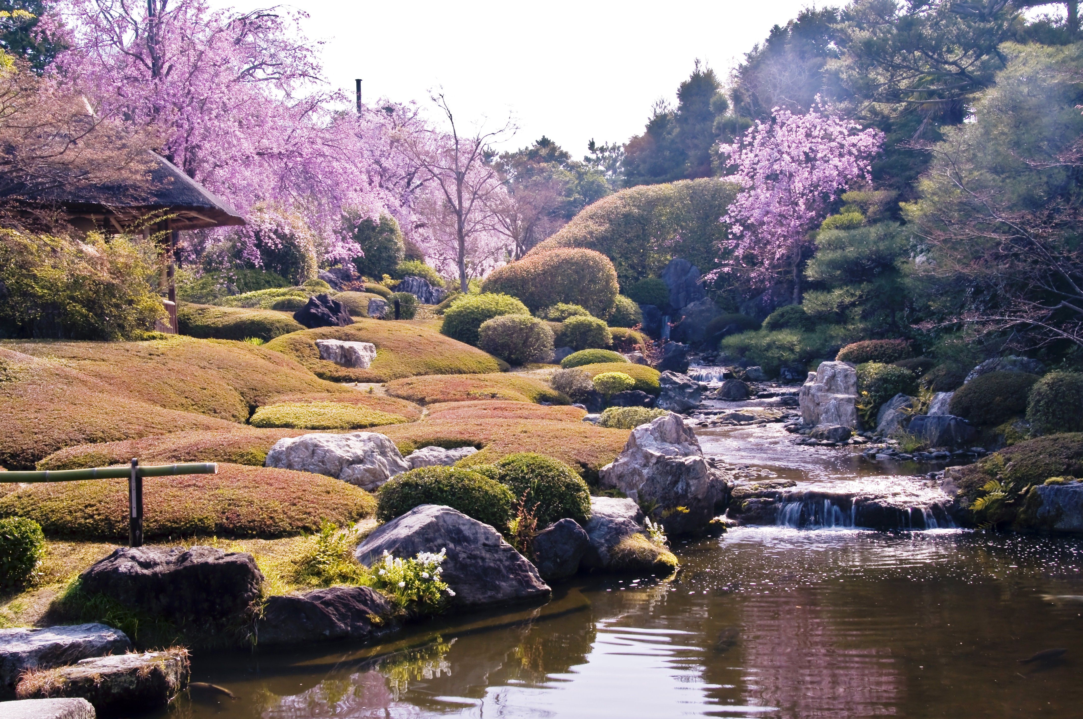 京都妙心寺塔頭 退蔵院拝観と花ごころでの昼食プラン