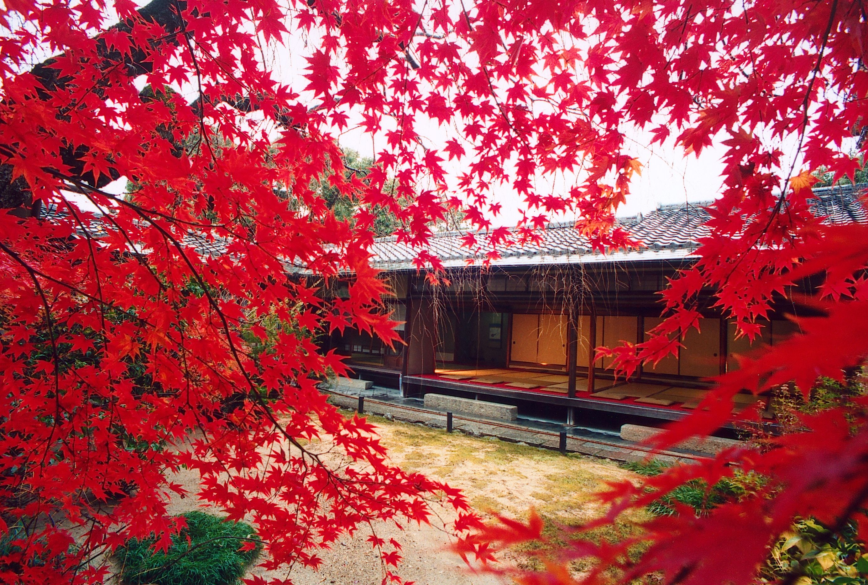 京都妙心寺塔頭 退蔵院拝観と花ごころでの昼食プラン