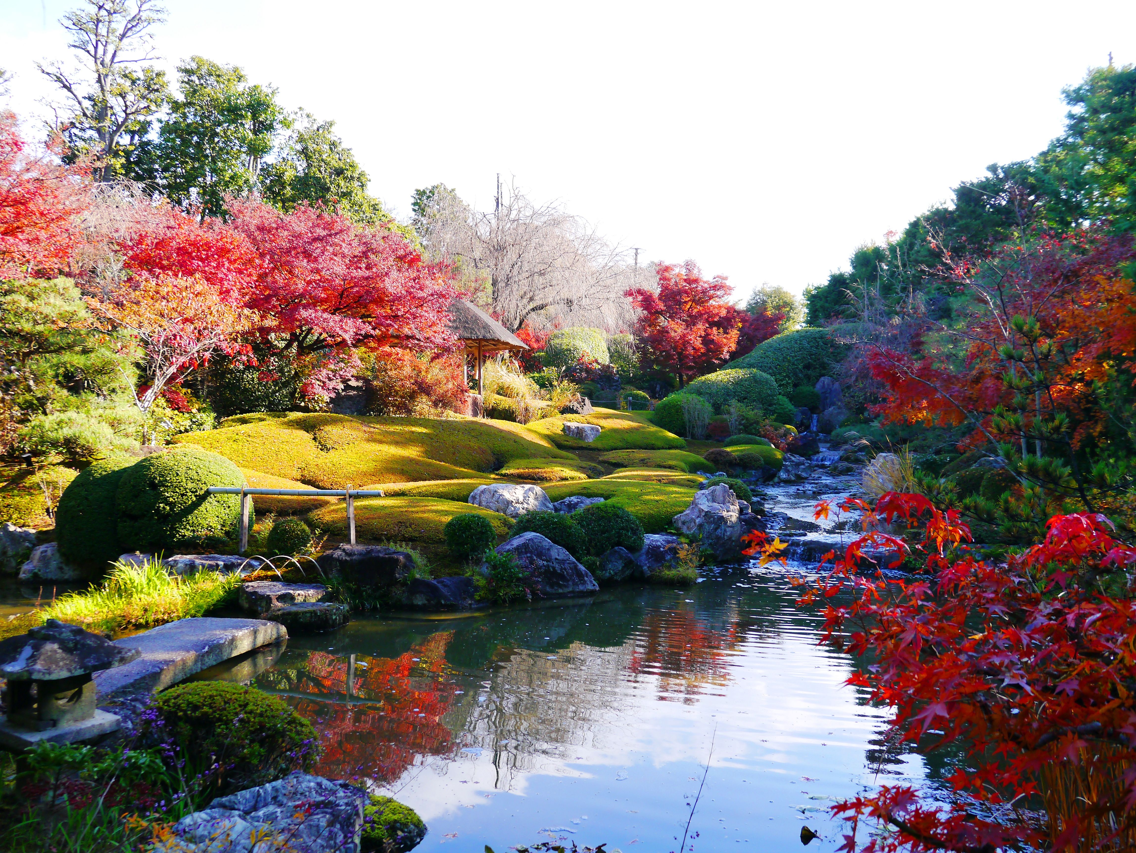 京都妙心寺塔頭 退蔵院拝観と花ごころでの昼食プラン