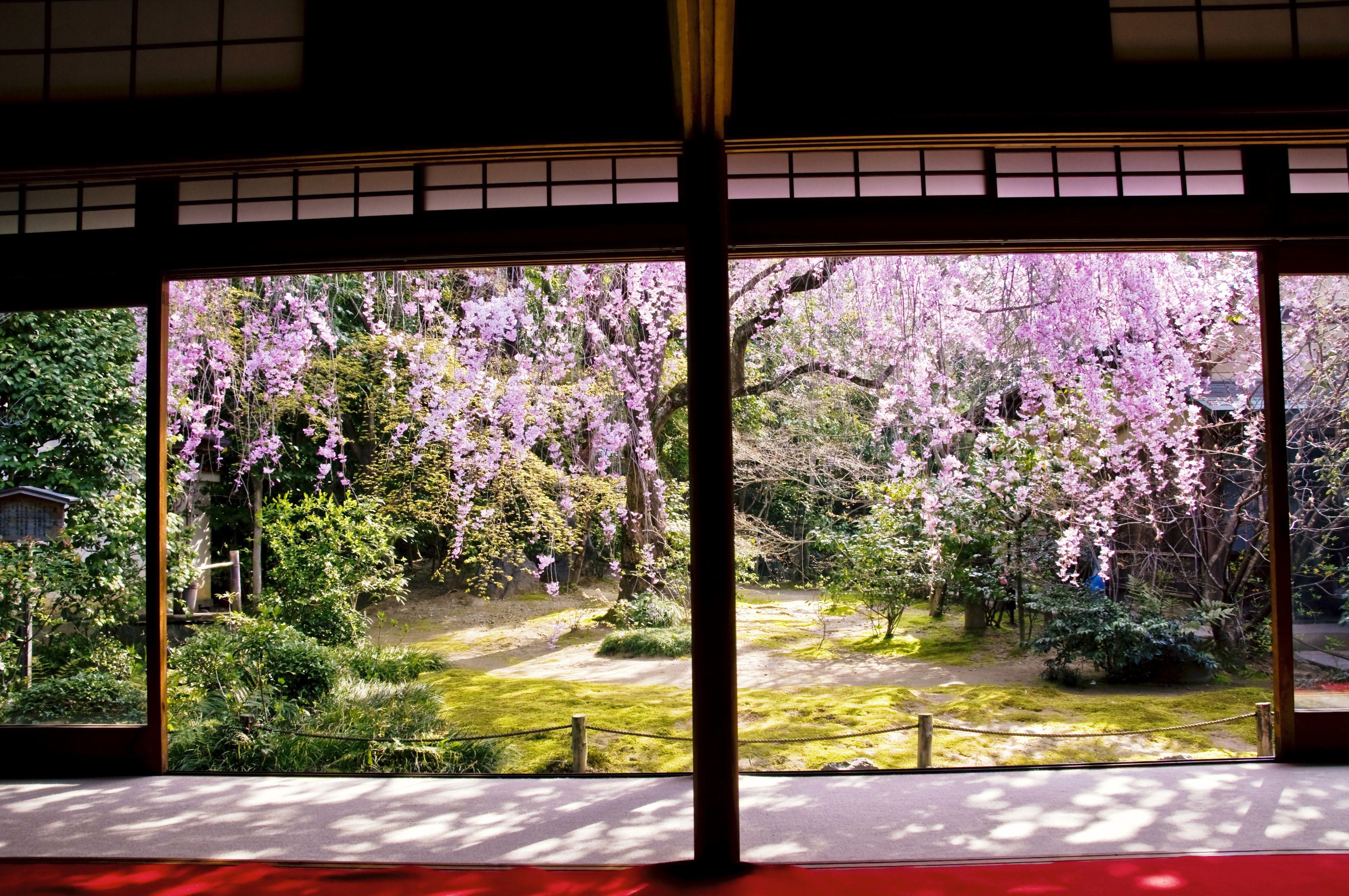 京都妙心寺塔頭 退蔵院拝観と花ごころでの昼食プラン