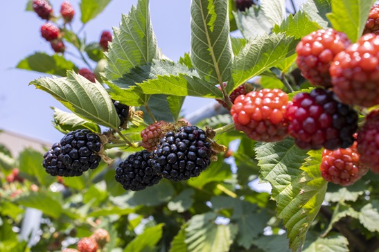 時間無制限！青森市・ブラックベリー狩り】≪2024年7月・8月≫農薬不