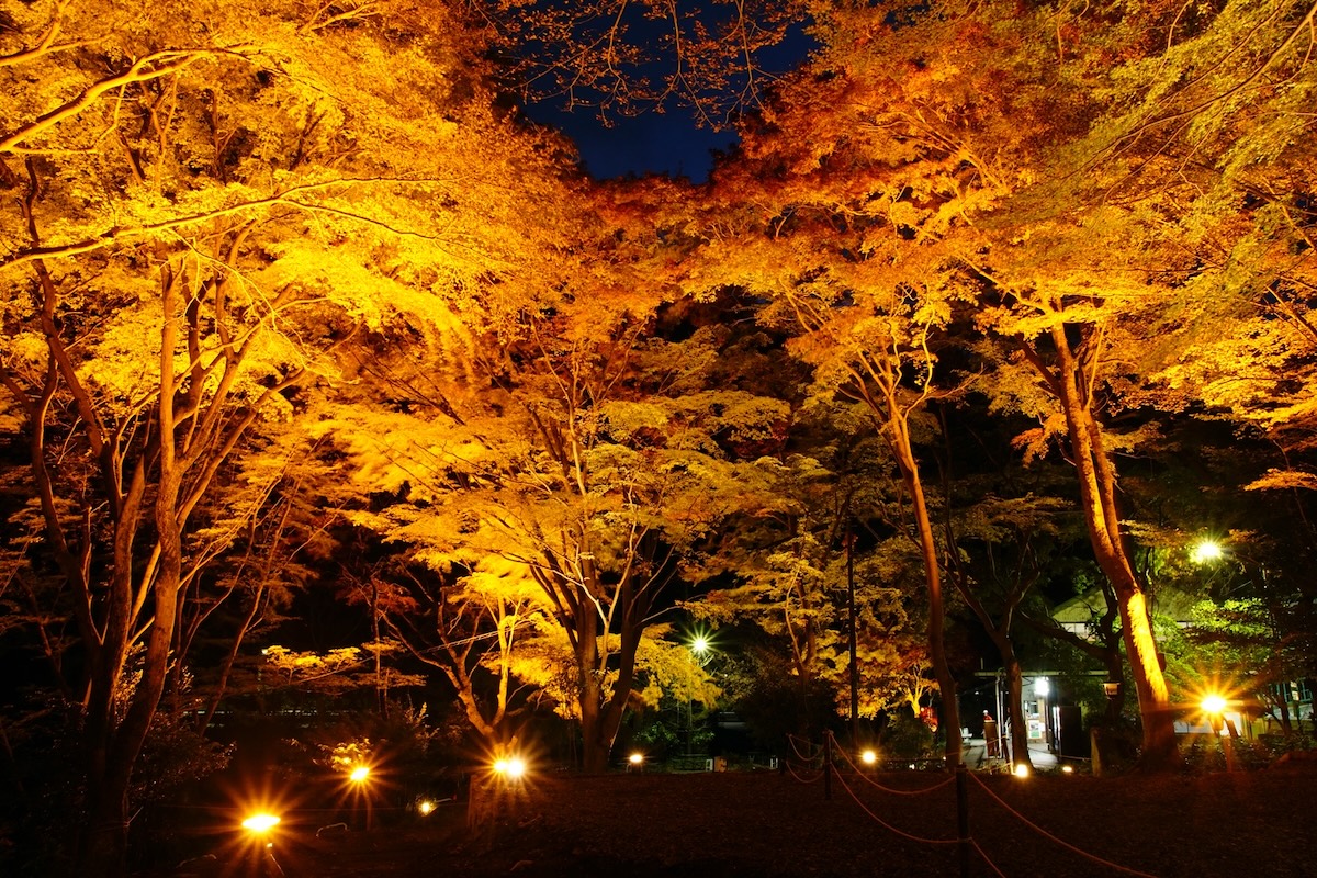 叡山ロープウェイ 片道の写真