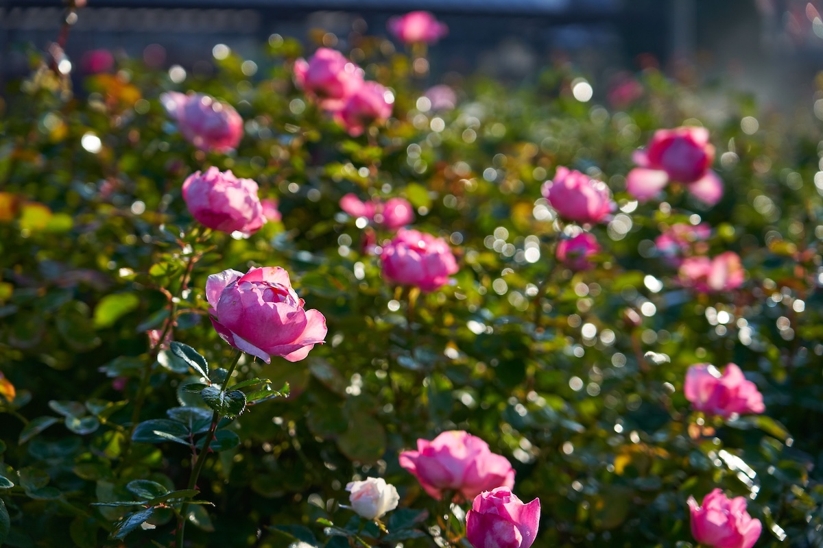 Chiba Yachiyo City Keisei Rose Garden Admission E-ticket