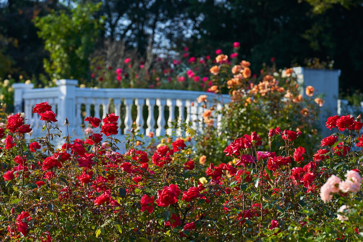 Chiba Yachiyo City Keisei Rose Garden Admission E-ticket