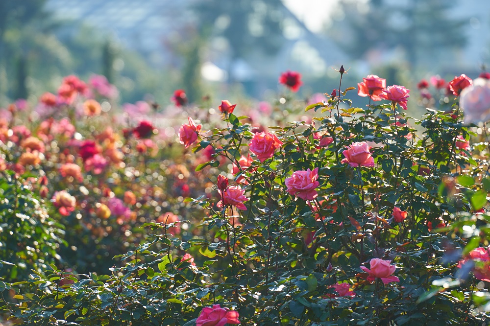 Chiba Yachiyo City Keisei Rose Garden Admission E-ticket