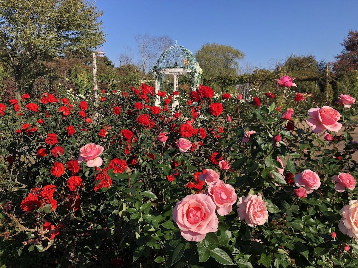 【最大100円引き】千葉 八千代市 京成バラ園 入園Eチケット 購入＜当日購入可＞