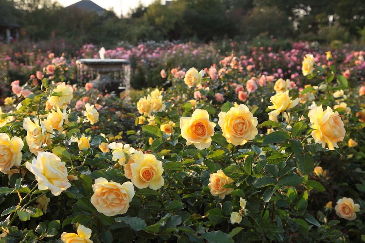 Chiba Yachiyo City Keisei Rose Garden Admission E-ticket