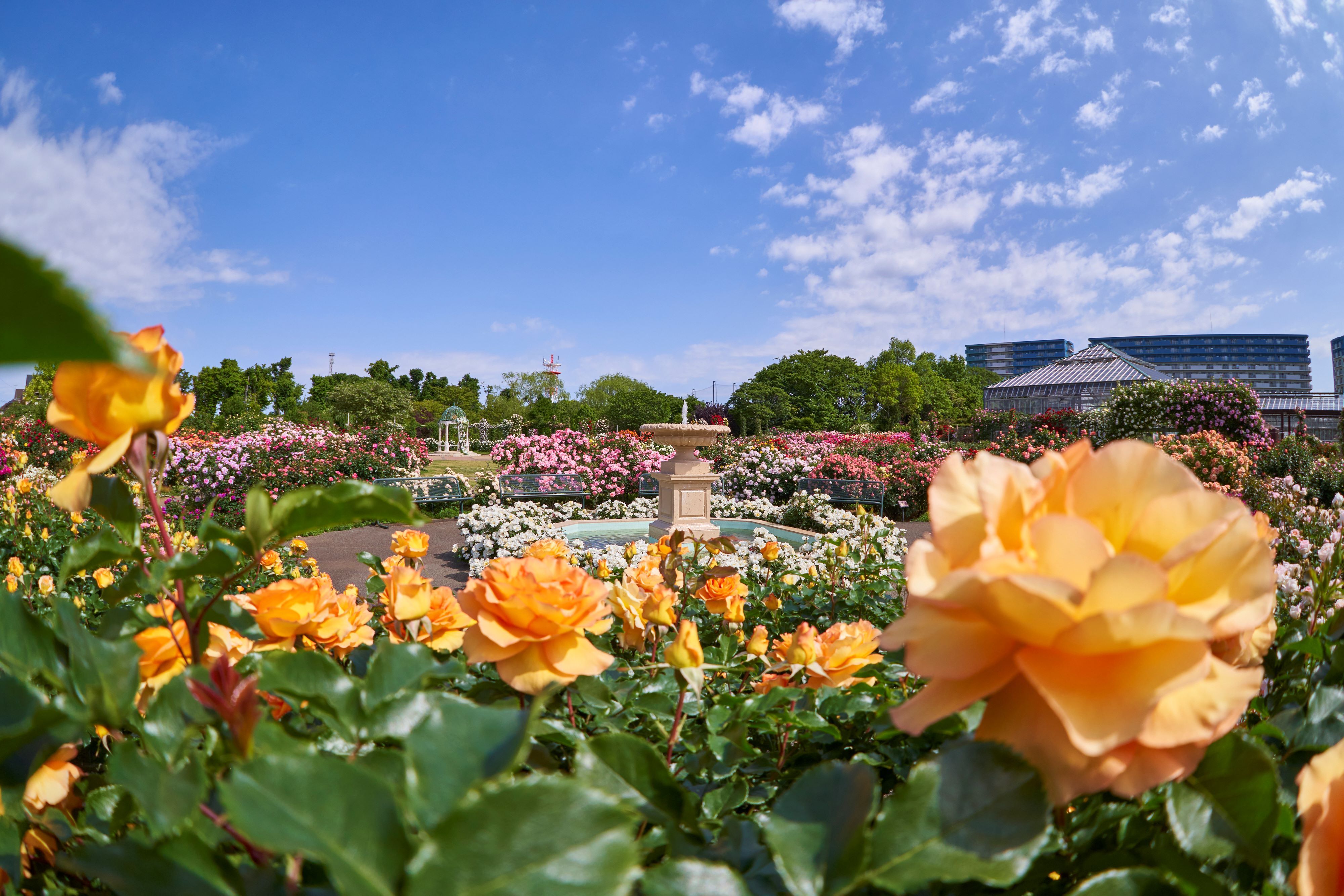 Chiba Yachiyo City Keisei Rose Garden Admission E-ticket