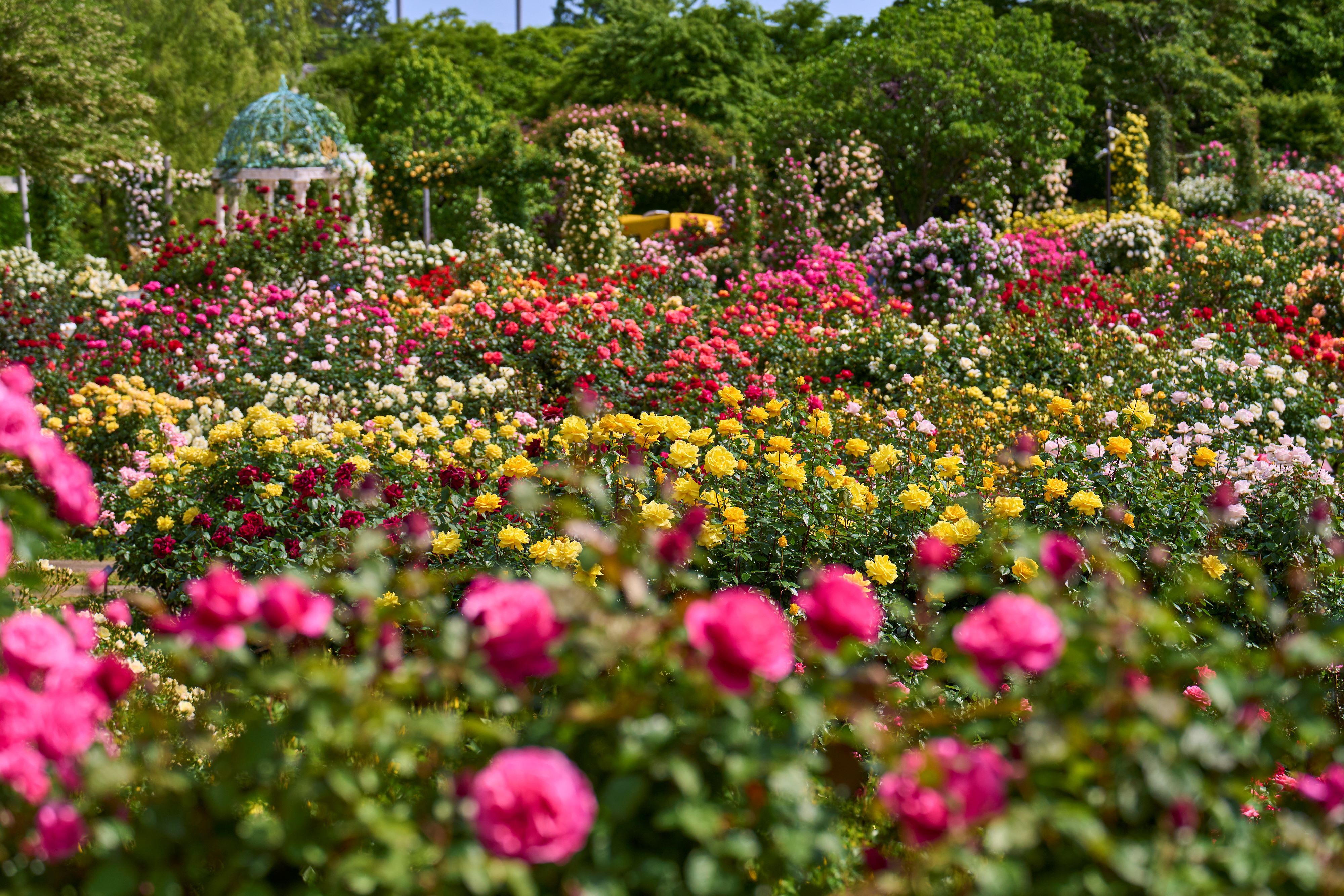 Chiba Yachiyo City Keisei Rose Garden Admission E-ticket