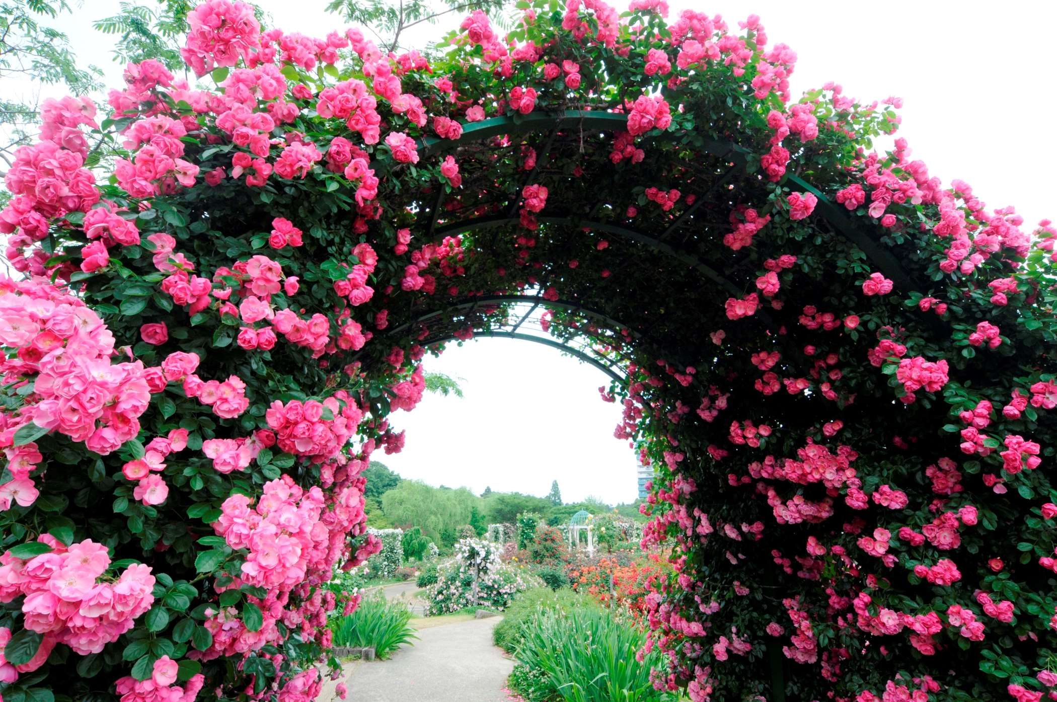Chiba Yachiyo City Keisei Rose Garden Admission E-ticket