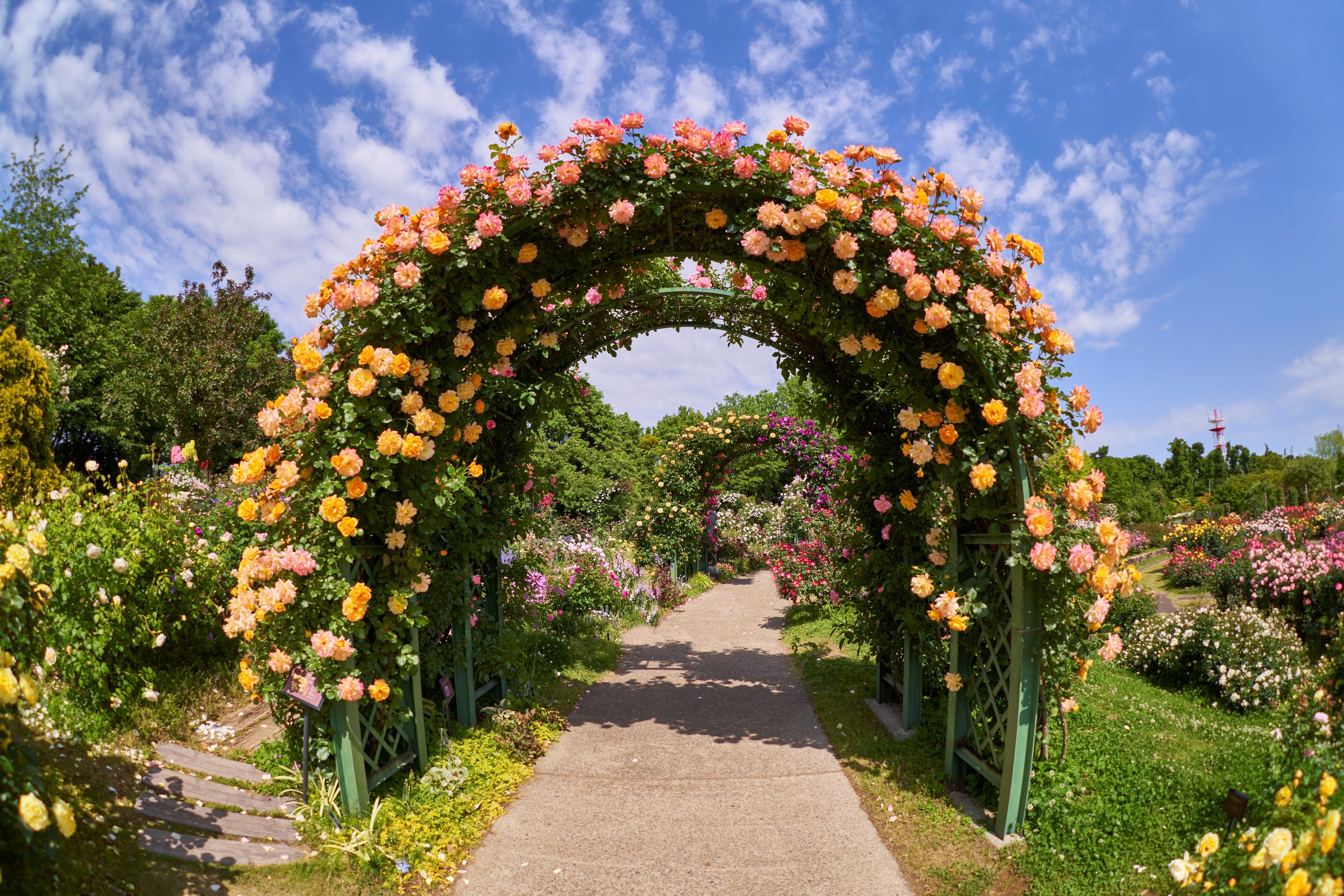 Chiba Yachiyo City Keisei Rose Garden Admission E-ticket