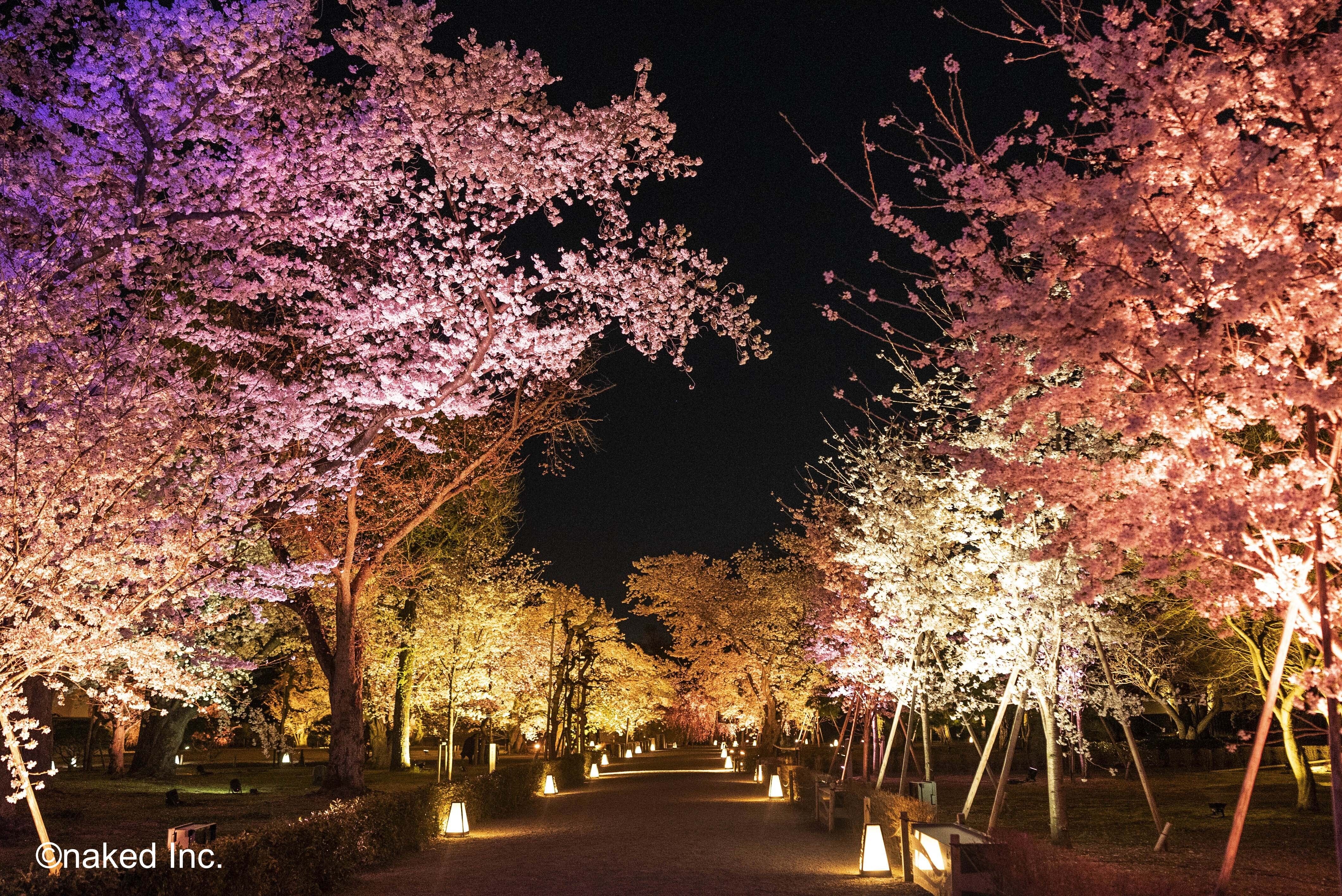 Naked Flowers Kyoto Tickets: NAKED Sakura Festival 2024 at World Heritage Nijo Castle