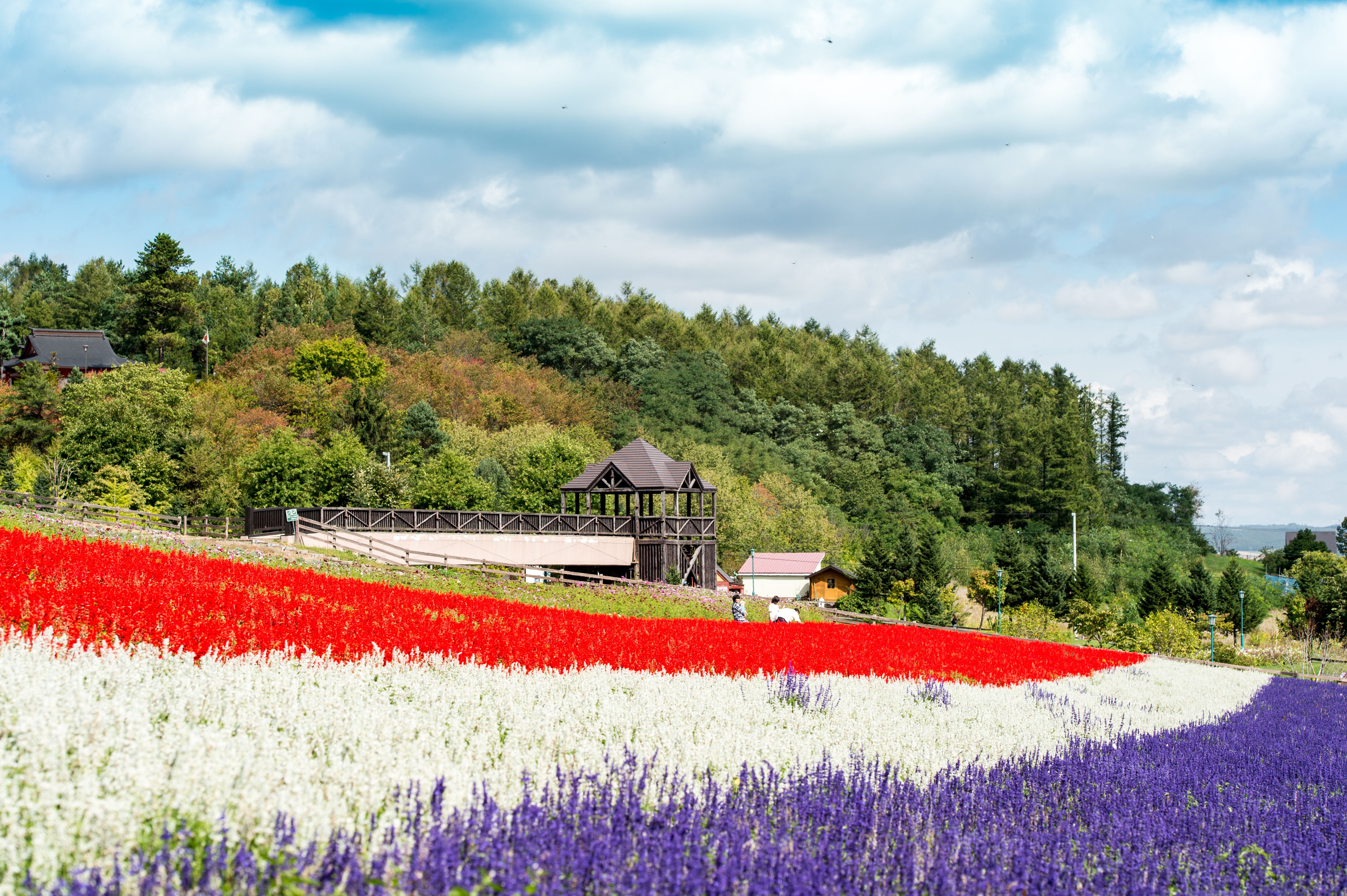 Hokkaido Hokuseiyama Lavender Field Sightseeing Lift Ride E-ticket