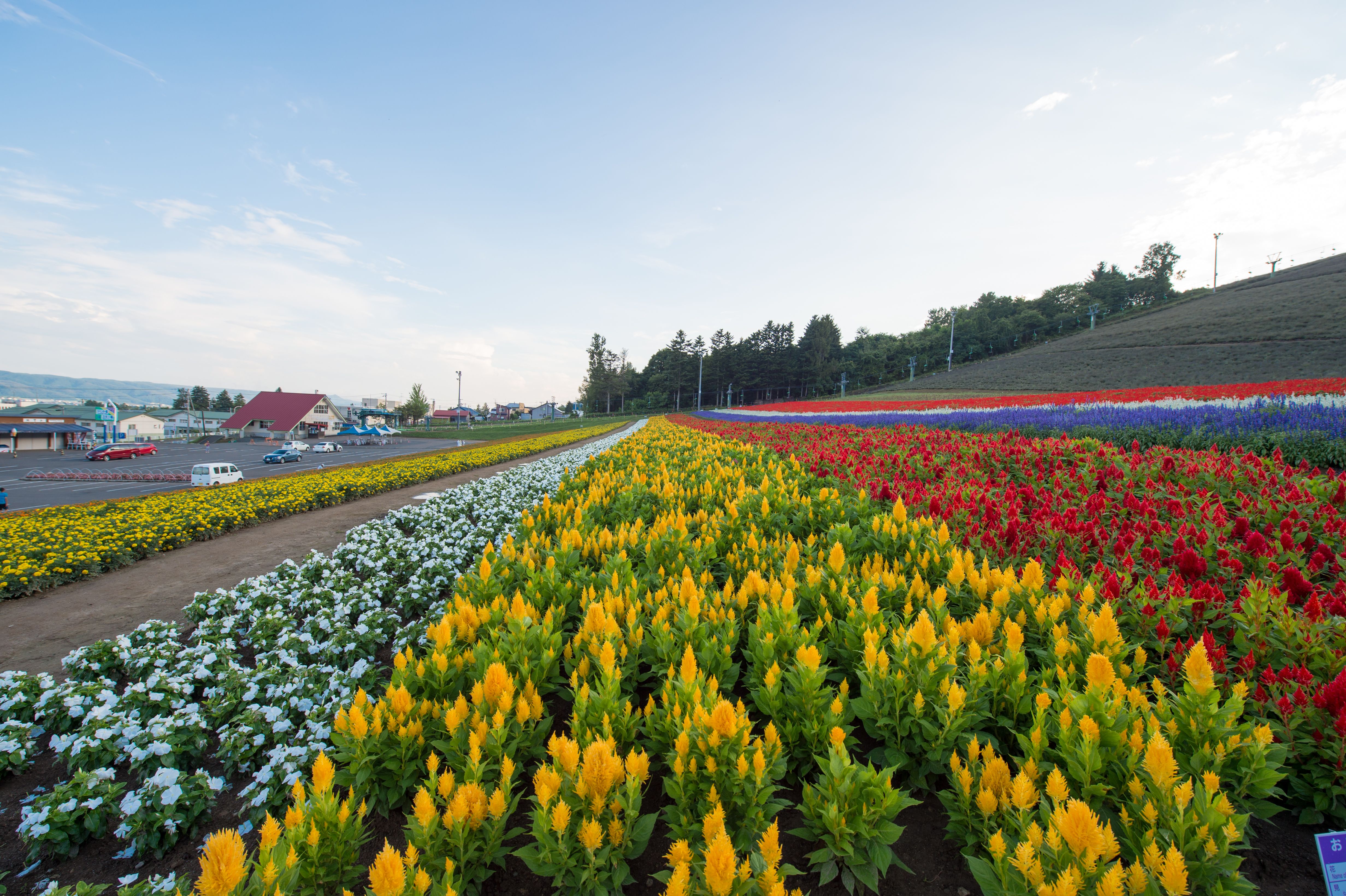 Hokkaido Hokuseiyama Lavender Field Sightseeing Lift Ride E-ticket