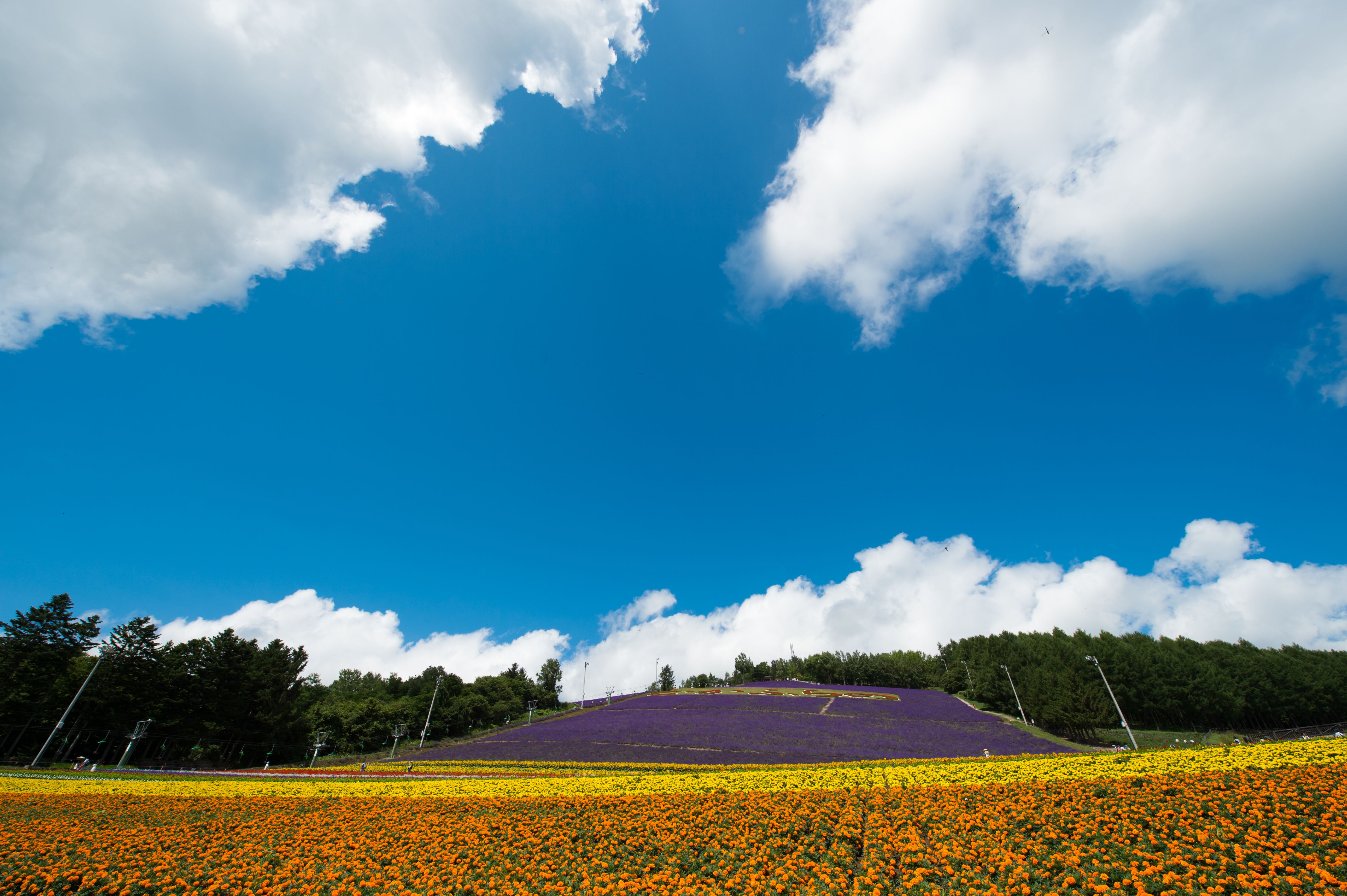 北海道 北星山ラベンダー園 観光リフト乗車Eチケット