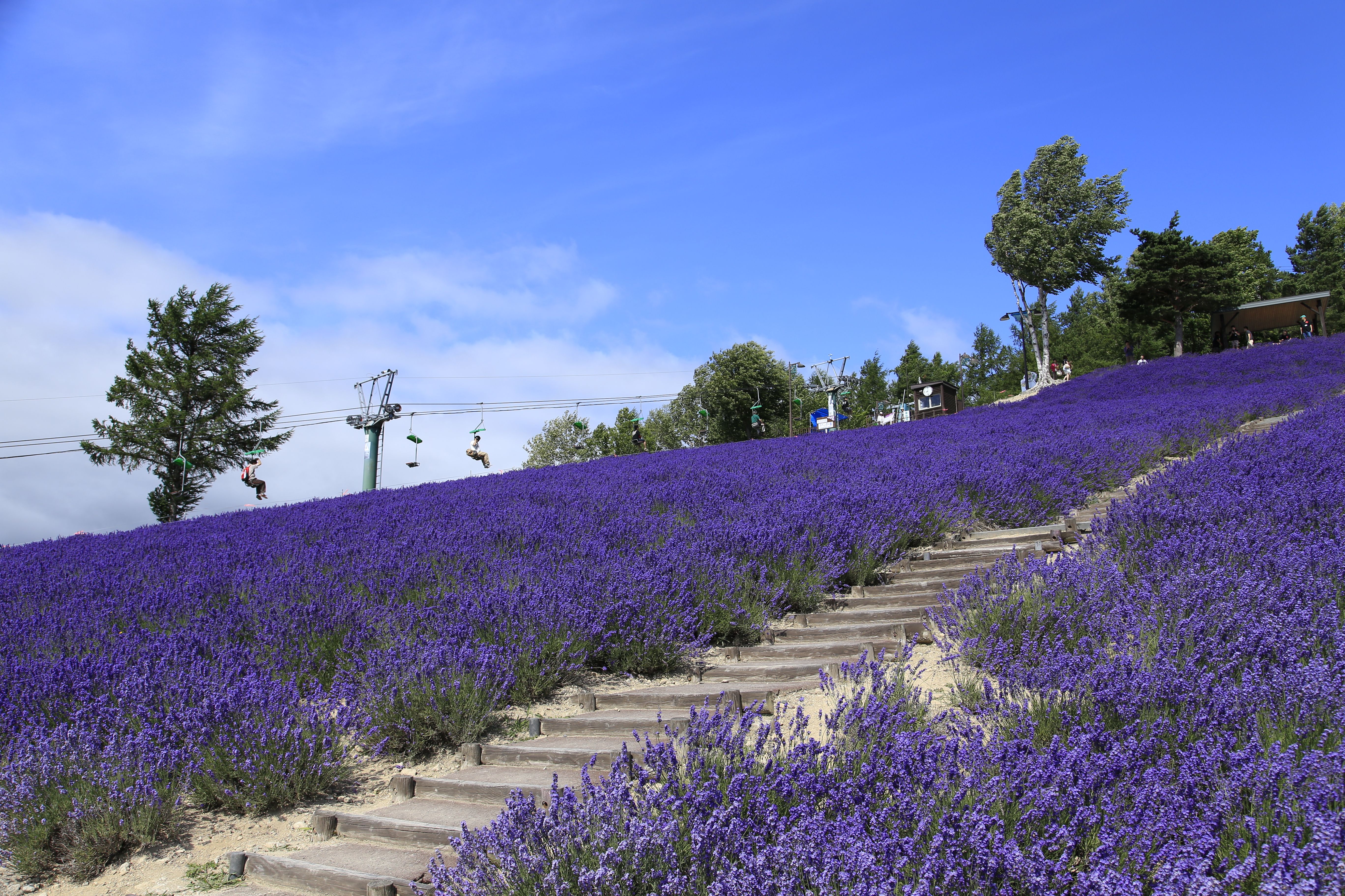 Hokkaido Hokuseiyama Lavender Field Sightseeing Lift Ride E-ticket