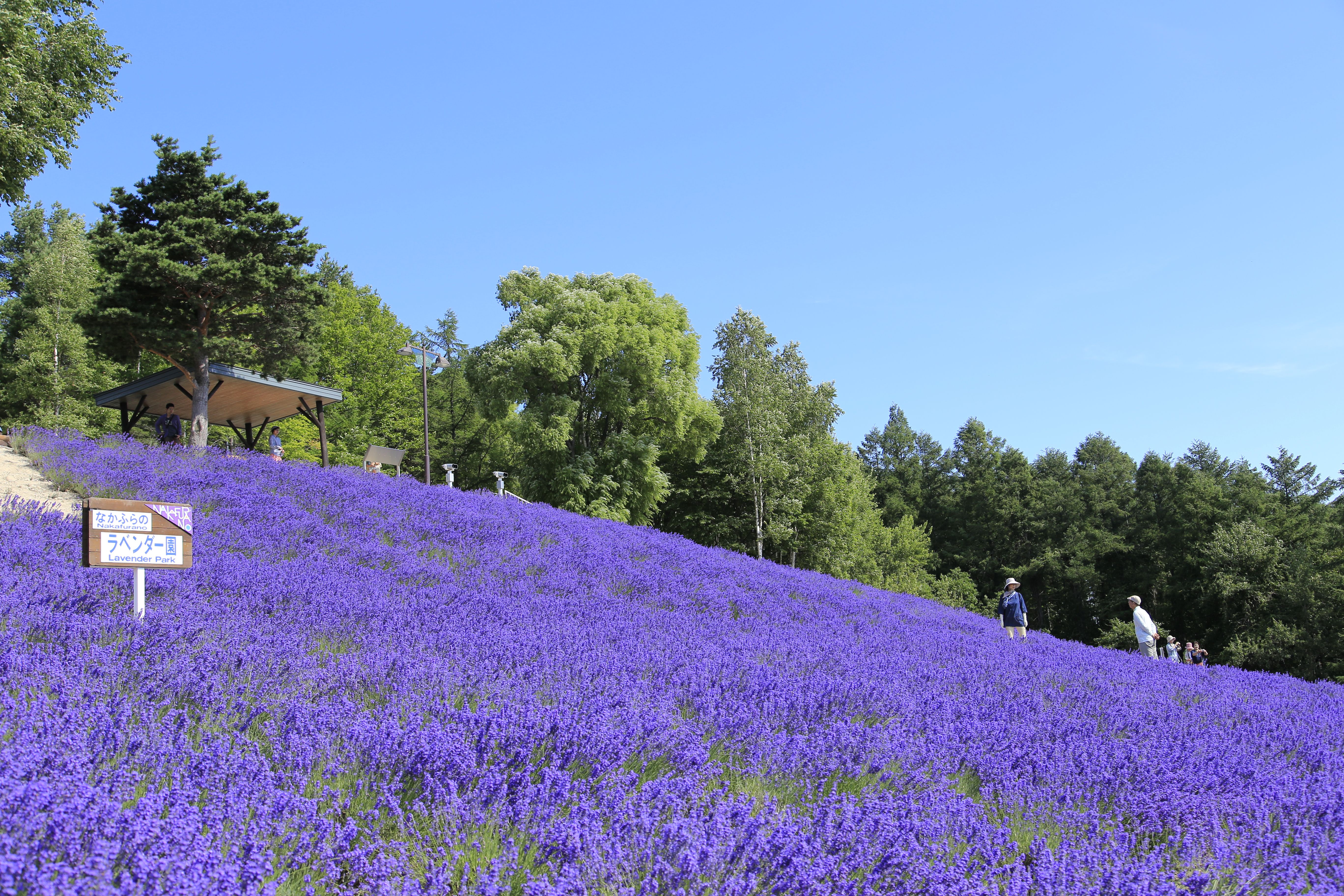 Hokkaido Hokuseiyama Lavender Field Sightseeing Lift Ride E-ticket