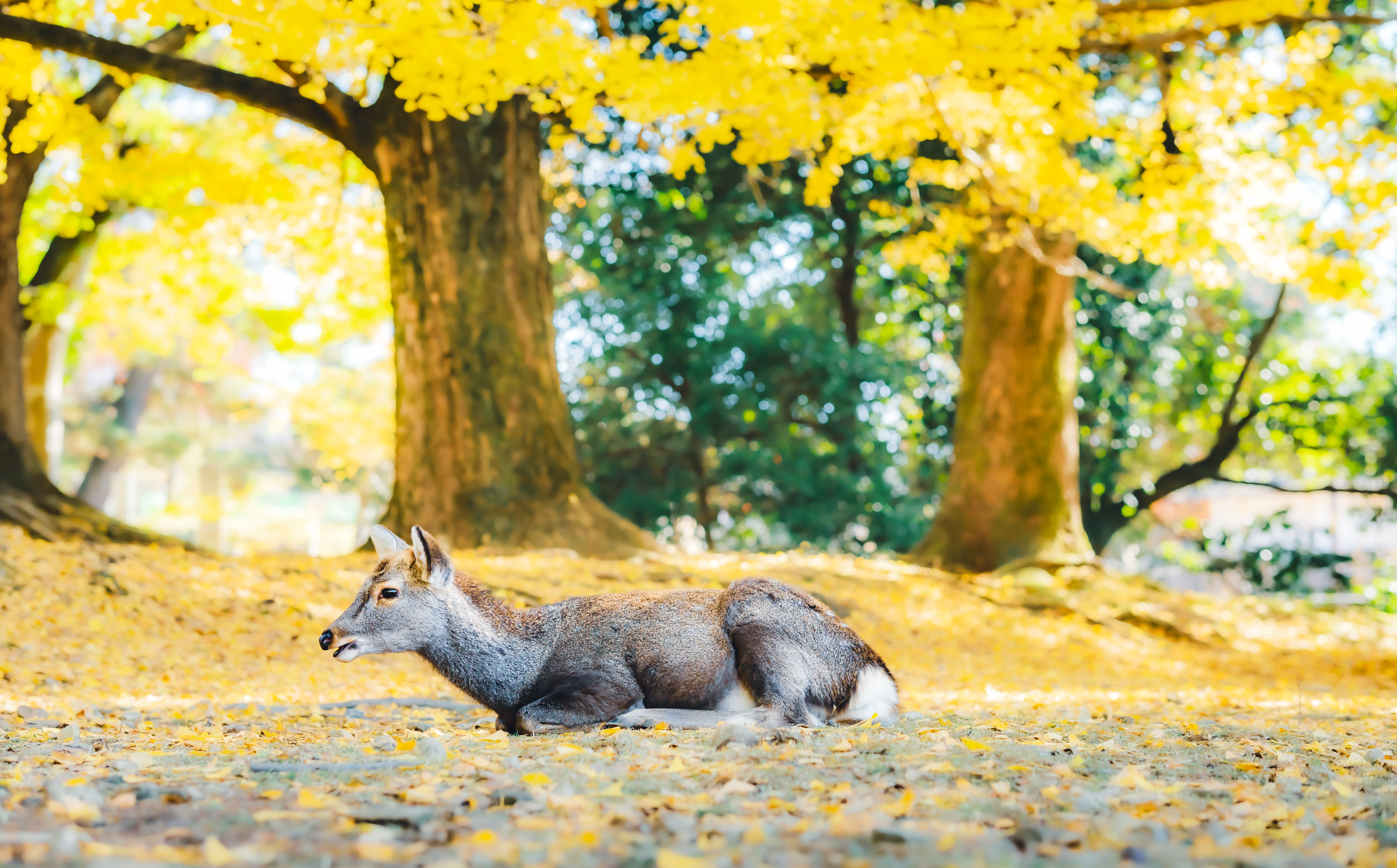 Osaka-Nara Discovery Pass (Northern Route)