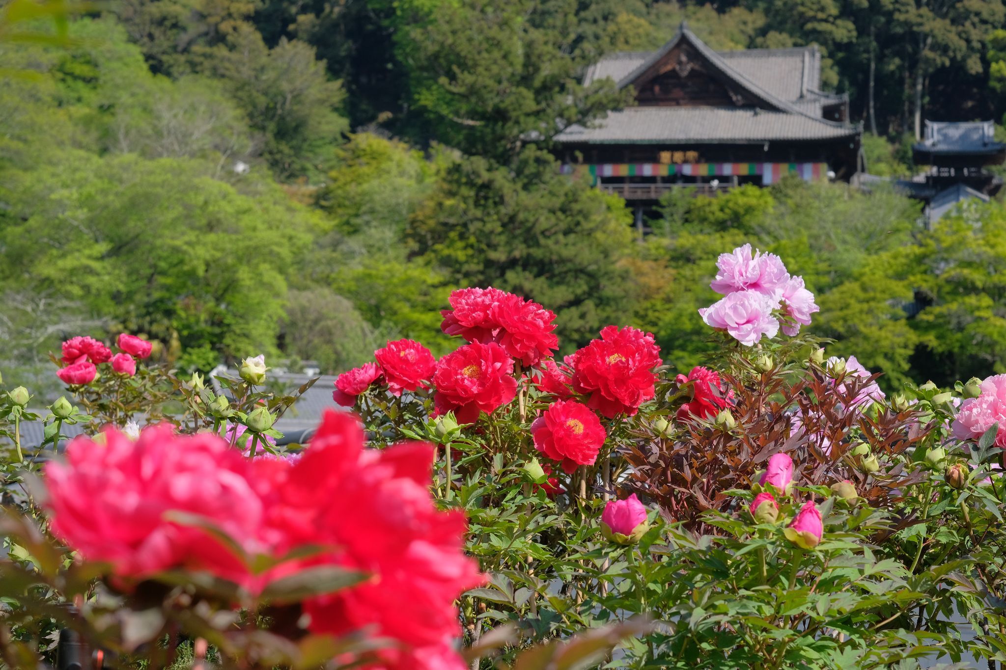 Osaka-Nara Discovery Pass (Southern Route)