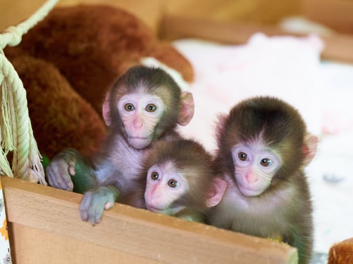 栃木 おさるランド&アニタウン 日光さる軍団劇場 前売りチケット<現地購入より最大300円引き>