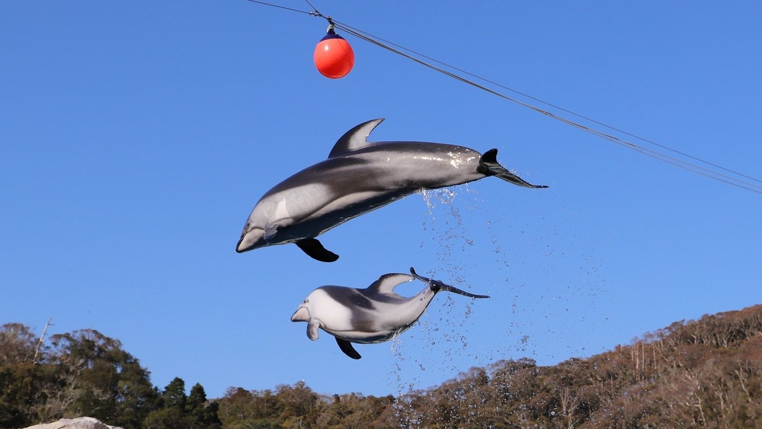 【現地購入より最大300円引き】伊豆 下田海中水族館 Eチケット