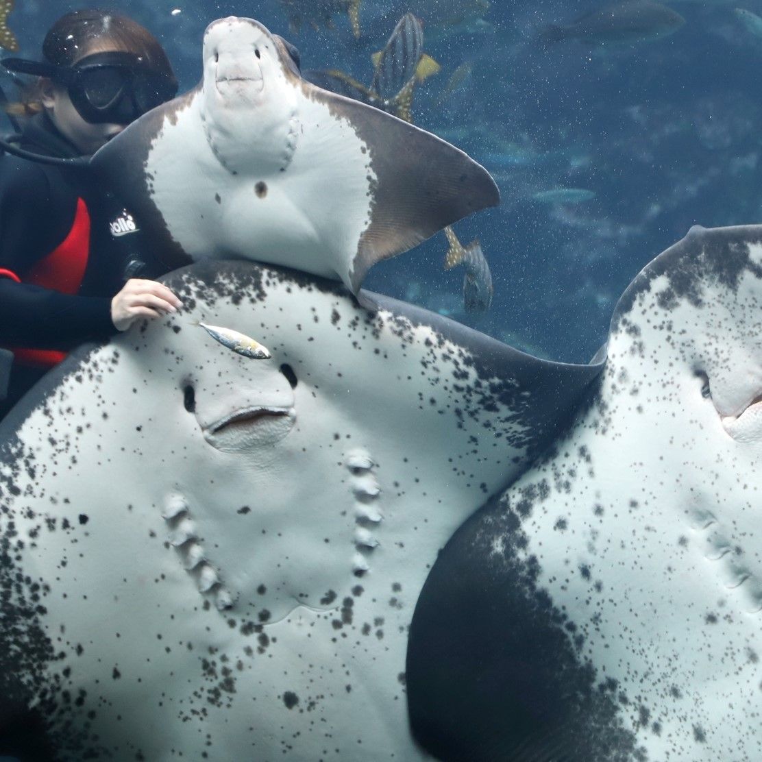 【現地購入より最大300円引き】伊豆 下田海中水族館 Eチケット