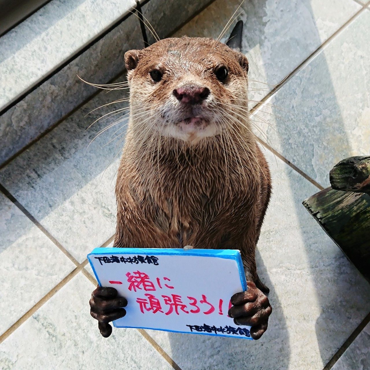 【現地購入より最大300円引き】伊豆 下田海中水族館 Eチケット