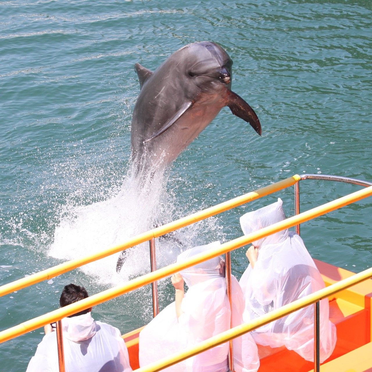 【現地購入より最大300円引き】伊豆 下田海中水族館 Eチケット