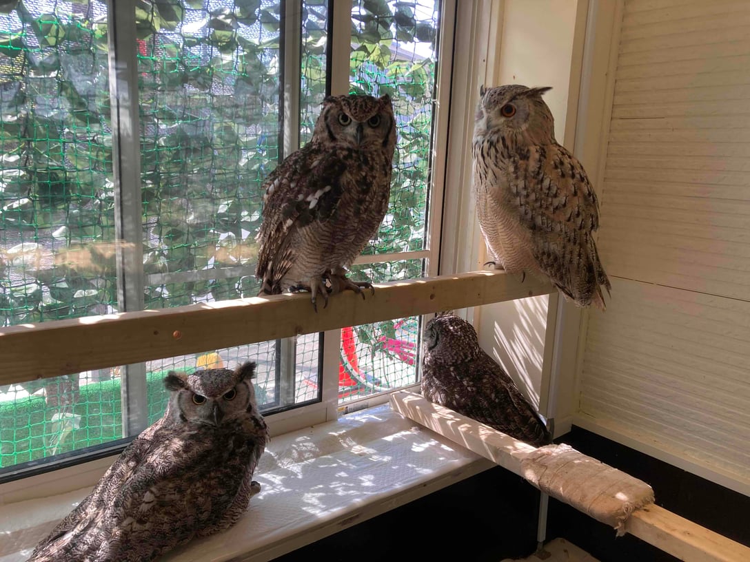 湘南ふくろうギャラリー | Triplabo | Book Your Tickets, Passes and