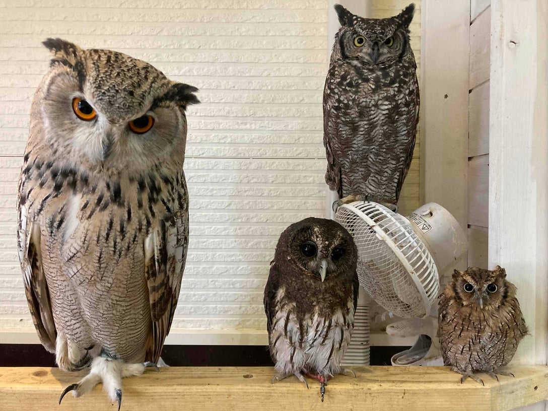 湘南ふくろうギャラリー | Triplabo | Book Your Tickets, Passes and