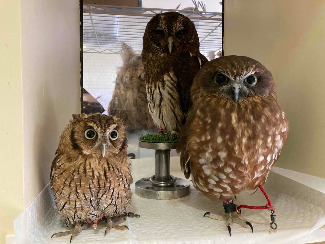 湘南ふくろうギャラリー | Triplabo | Book Your Tickets, Passes and