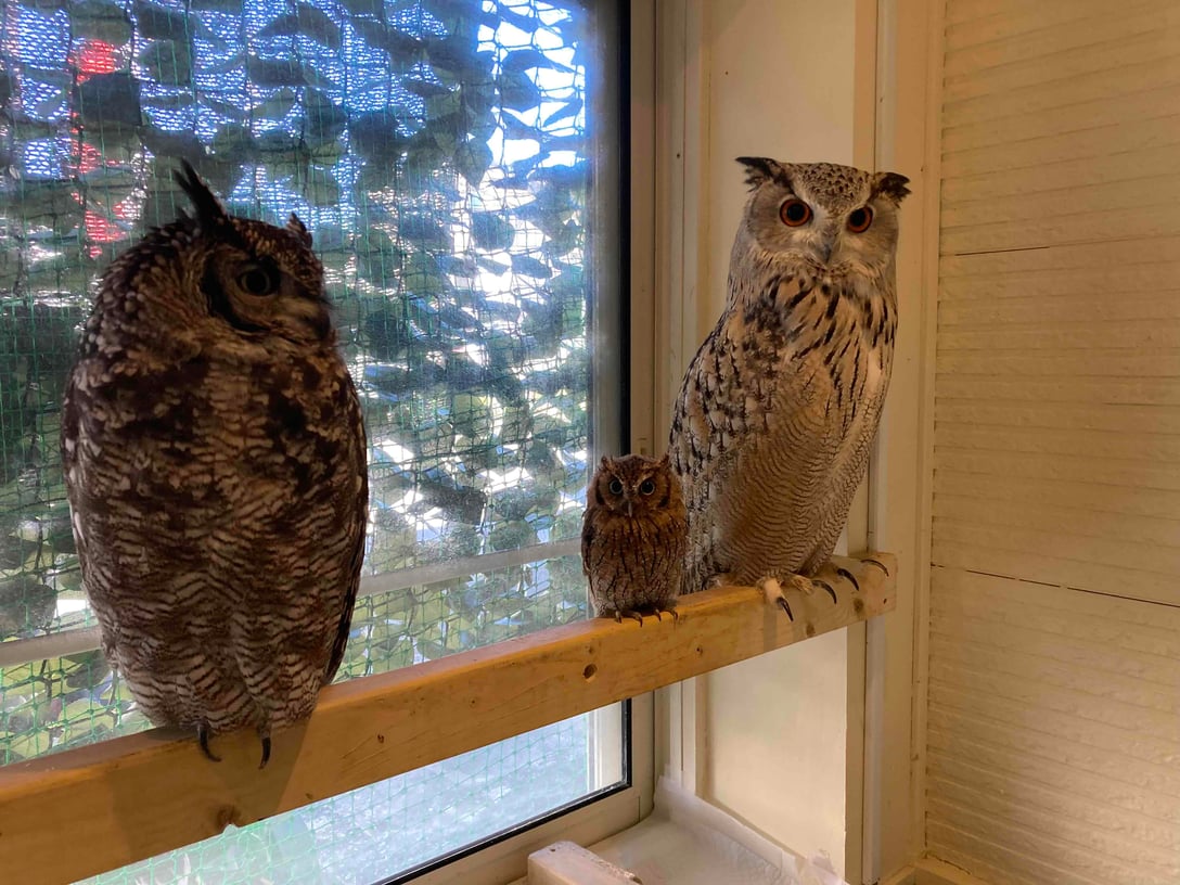 湘南ふくろうギャラリー | Triplabo | Book Your Tickets, Passes and