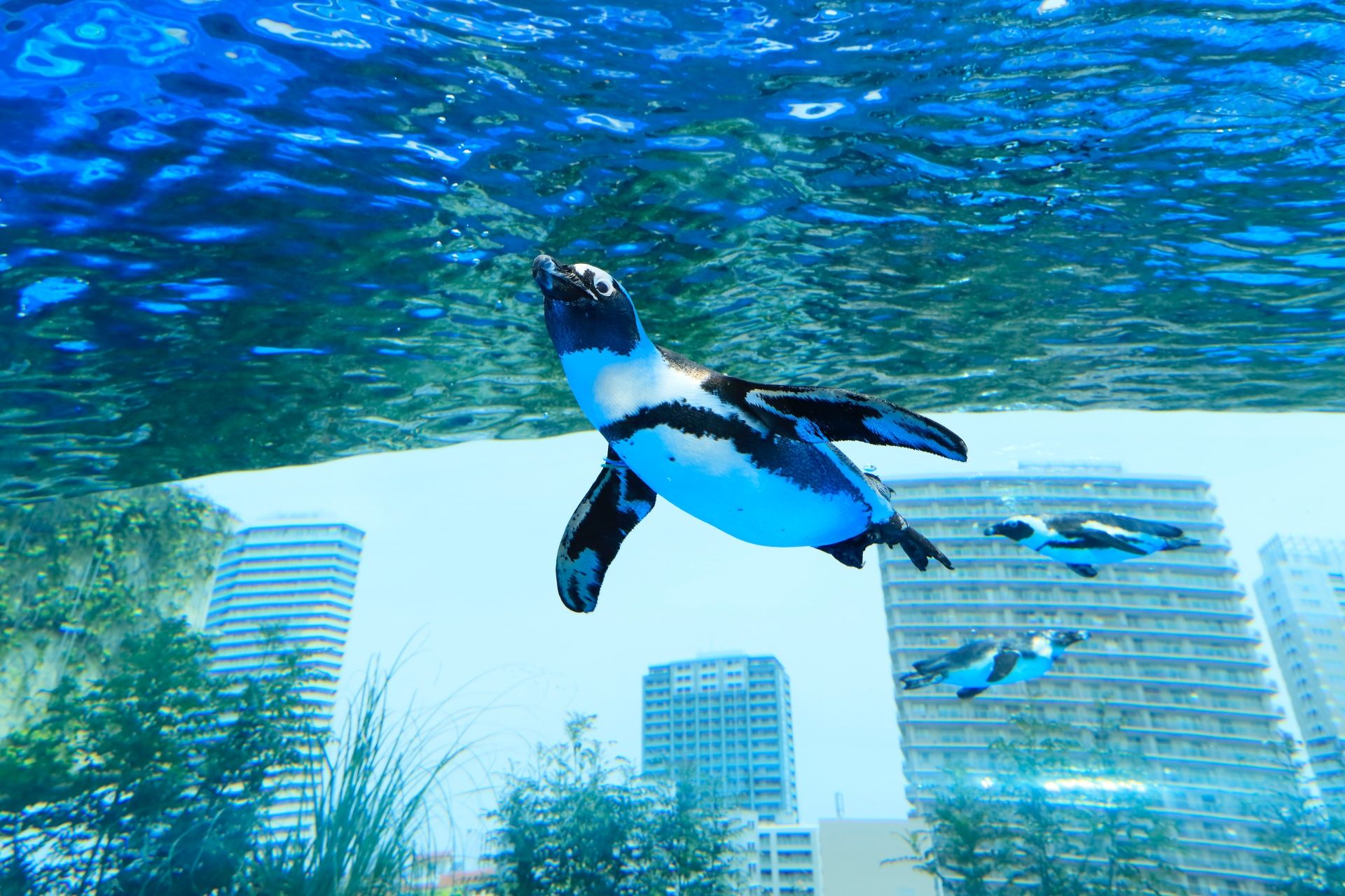 【日本】SUNSHINE陽光水族館