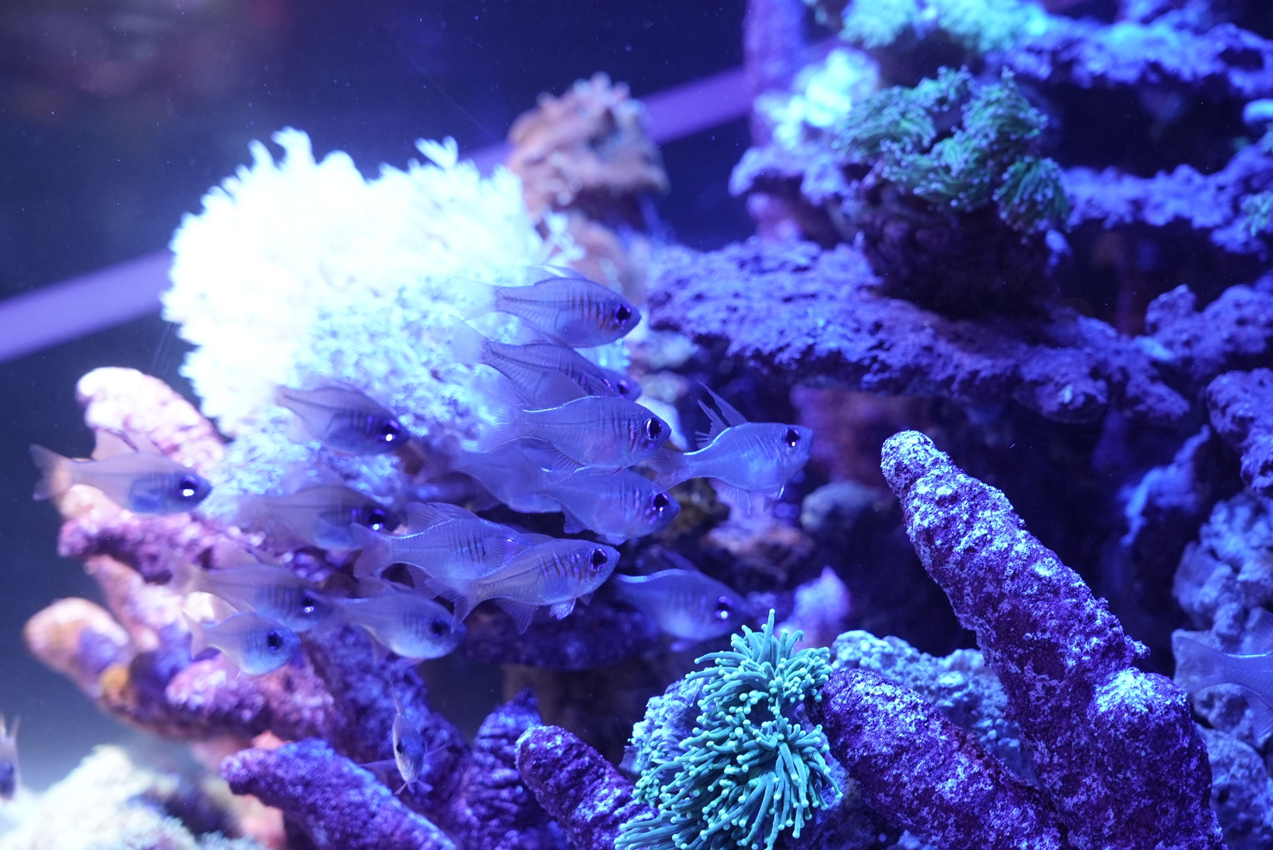 東京 港区 UWS AQUARIUM GA☆KYO DAIBA TOKYO 前売り券