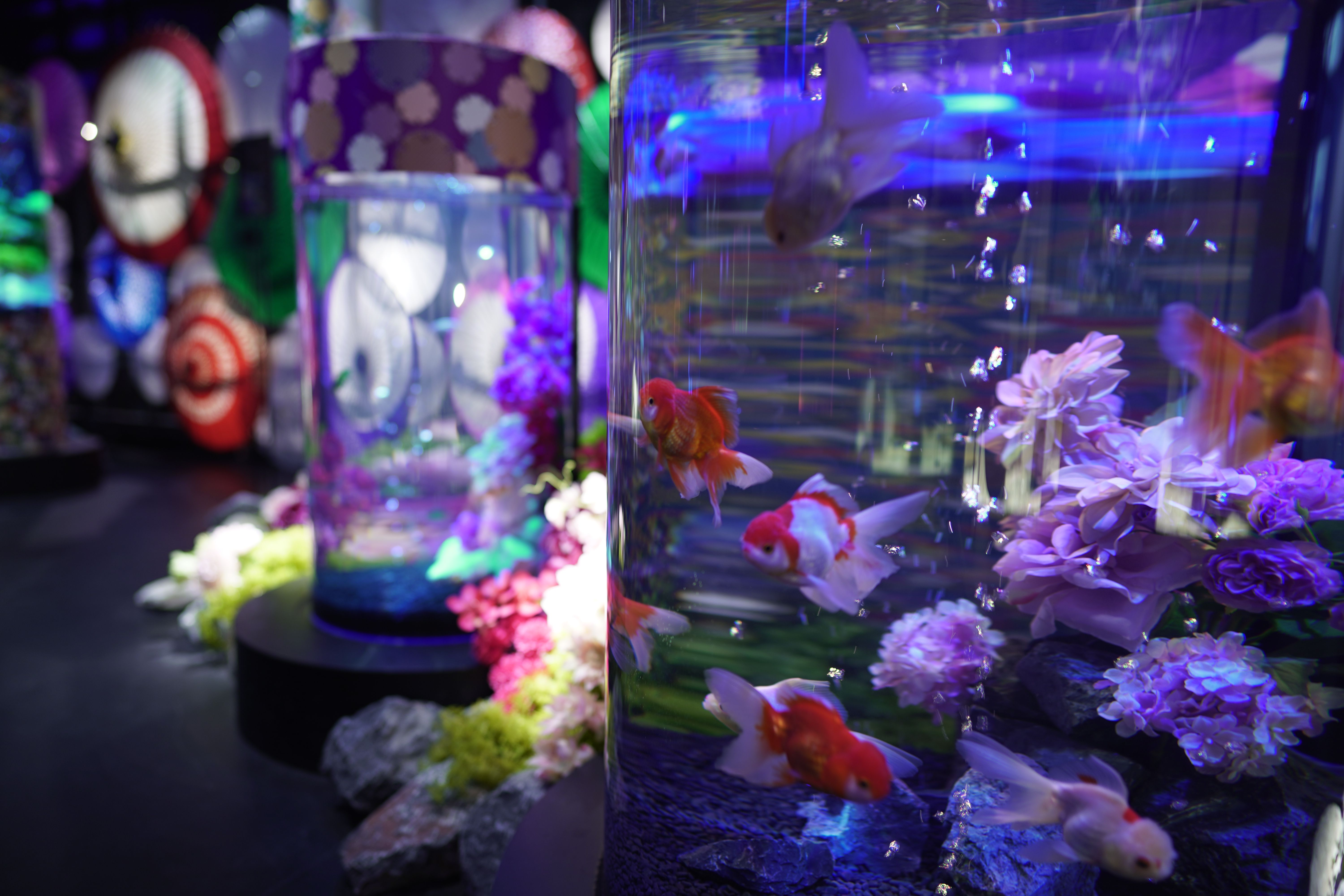 東京 港区 UWS AQUARIUM GA☆KYO DAIBA TOKYO 前売り券